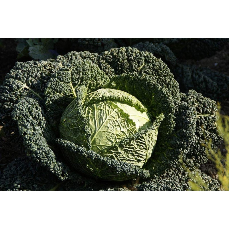 Seeds Savoy Cabbage Vertus Beautiful Vegetable Heirloom Ukraine for Planting