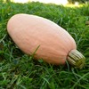 Pink Banana Squash - 25 Seeds