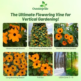 Outsidepride Sunrise Orange Thunbergia Black Eyed Susan Seeds - 200 Pcs Annual, Climbing Vine Flower Seeds for Planting Orange Blooms for Low Maintenance Gardens, Containers, Trellis & Fences