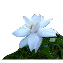 Dwarf RADICANS Miniature Gardenia Live Plant Low Grower Fragrant White Flowers 4 Inch Starter Size Pot Emerald Tm