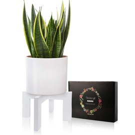 Gendral Forwepup Plant Stand Indoor Outdoor, Mid Century Plant Stand, Wood Modern Plant Holder Rattan Flower Plant Stool, Low Short Boho Rustic Planter Stand, Fit 5-15 Inch Pot