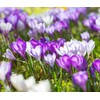 Crocus Bulbs White Yellow Purple Lilac Green Fall Plant Spring
