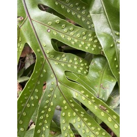 Manoa Valley Roots 1 Microsorum scolopendria Hawaiian Laua’e Monarch Fern Rhizome Root Hawaii Grown