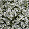 Outsidepride Gypsophila White Creeping Baby's Breath Seeds - 10000 Pcs.