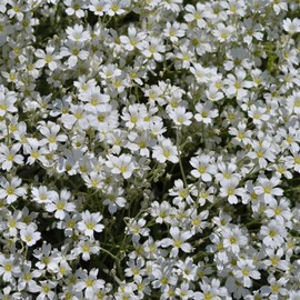Outsidepride Gypsophila White Creeping Baby's Breath Seeds - 10000 Pcs. Perennial, Easy to Grow & Drought Tolerant Wild Flower Seed for Planting Vibrant Bloom in Pollinator Garden & Floral Arrangement