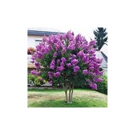 CrapeMyrtleGuy - Semi Dwarf Purple Zuni Trees - Quart Containers 6-12" Tall (Pack of 4)
