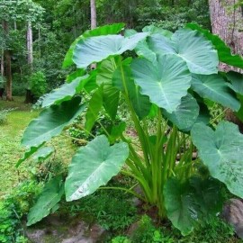 Central USA Plants 3 Taro Root Bulbs Elephant Ear Edible Aquatic Marginal Bog Pond Live Plant Fresh