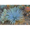 Backyard (500) Chaparral Yucca Seeds (Hesperoyucca whipplei)(Our Lord's Candle)
