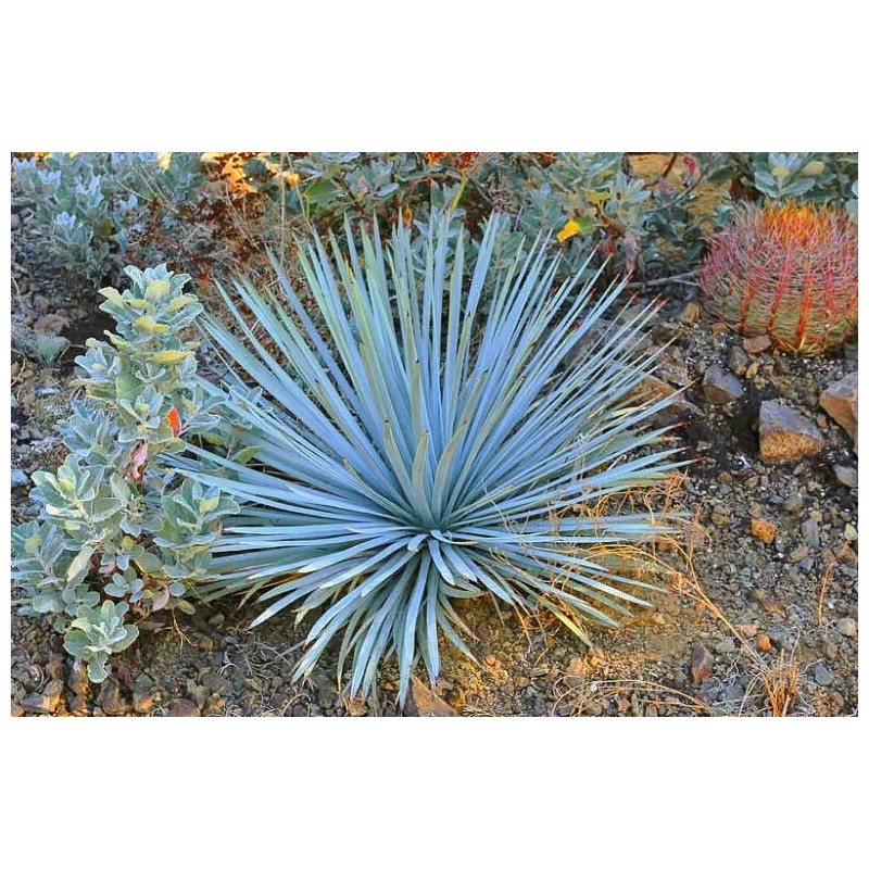 Backyard (500) Chaparral Yucca Seeds (Hesperoyucca whipplei)(Our Lord's Candle)