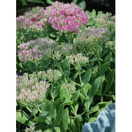 Perennial Farm Marketplace Sedum spec. 'Neon' (Stonecrop) Groundcover, Size-#1 Container, Rosy Pink Flowers