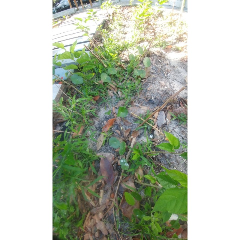 Tree Red Mulberry Tree 7 Cuttings 7"-9' long Organic Leave