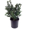 Ilex X meserveae 'Blue Prince' (Blue Holly) Evergreen, #3 -