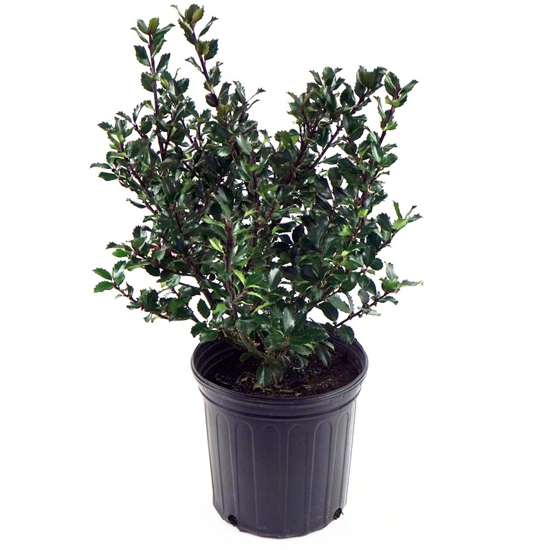 Ilex X meserveae 'Blue Prince' (Blue Holly) Evergreen, #3 -