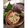 Maple Nut Kitchen Lavender Blueberry Granola – 10 oz |