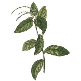 Rastaman Stew Jamaican Guinea Hen Weed Anamu Tea Leaves Stems and Roots Grounded and Blended Wildcrafted Organic Natural 4oz Rastaman Stew vendor