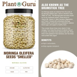 Plant Guru Moringa Seeds Kernel Shelled 2 lbs. Wide Mouth Jar - Clean PKM1 Variety - Edible - Moringa Oleifera - Malunggay - Semillas De Moringa - Drumstick Tree - Non-GMO - 4000 to 4800 Seeds Approx.