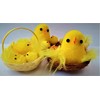 Shop4allsorts Set Of 2 Mini Easter Chicks In Nest Easter