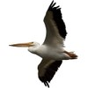 Schmeltzer Pelican Wall Decal Cutout 38"x48"