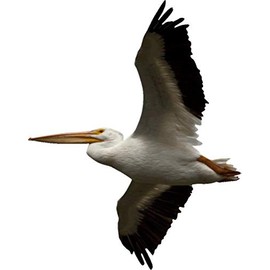 Schmeltzer Pelican Wall Decal Cutout 38"x48"