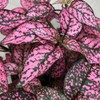 Outsidepride 50 Seeds Perennial Rose Hypoestes Flower Seeds for Planting