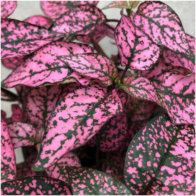 Outsidepride 50 Seeds Perennial Rose Hypoestes Flower Seeds for Planting