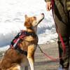 Demigreat Service Dog Harness, Reflective Dog Vest Harness with 5