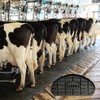 Bovimix Soletta Standard Cow Blocks for Dairy Cow Lameness Treatment