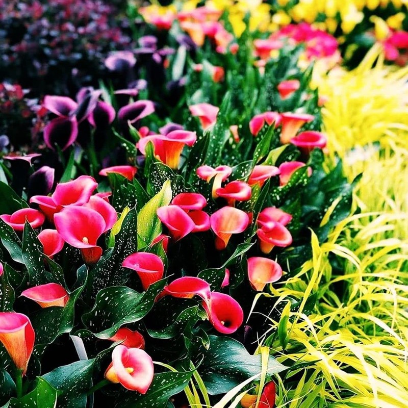 100 Pcs Calla Lily Seeds Beautiful Flowers Planting
