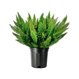 Foxtail Fern | 2 Extra Large 3 Gallon Plants | Asparagus densiflorus 'Meyersii' | Lush Texture | Architectural Greenery