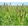 Brown Top Millet Seed (25 Lbs.)
