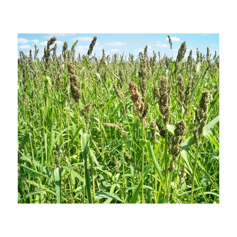 Brown Top Millet Seed (25 Lbs.)