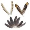 Zasvec Pheasant Feathers Long Pack of 30 Natural Decoration Rooster