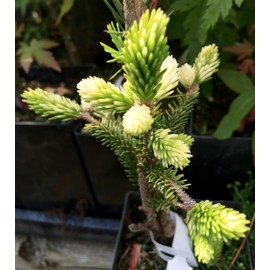 Silver Seedling Oriental Spruce - New Rare Almost Pure White Spruce - Picea orientalis 'Silver Seedling' 1 - Year Live Plant