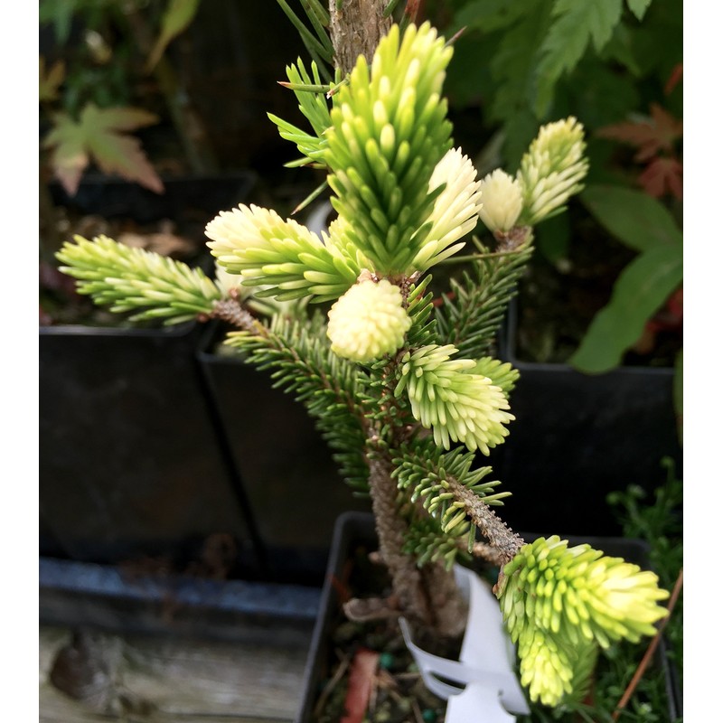 Silver Seedling Oriental Spruce - New Rare Almost Pure White