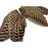 1 Pair - Natural Ringneck Pheasant Hen Whole Wing Feather