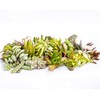 Live Succulent Cuttings – Succulent Cuttings in Bulk (Pack of