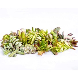 Live Succulent Cuttings – Succulent Cuttings in Bulk (Pack of 20) (Crassula Succulent Cuttings)