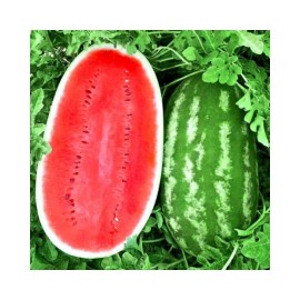 Honest Seed Co. Giant Jubilee Watermelon Seeds for Planting | Non-GMO | Heirloom Garden Seed USA - 150+