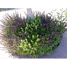 Cinnamon Basil 100-12,500 Seeds Fresh Heirloom Culinary Scent Herb Plant Spicy (3200 Seeds)