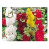 PREMIER SEEDS DIRECT - Hollyhock - Summer Carnival Mixed - 320 Flower Seeds
