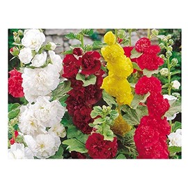 PREMIER SEEDS DIRECT - Hollyhock - Summer Carnival Mixed - 320 Flower Seeds