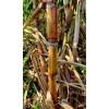 World Seed Supply 1 RARE STRIPED HALALI SUGAR CANE (2