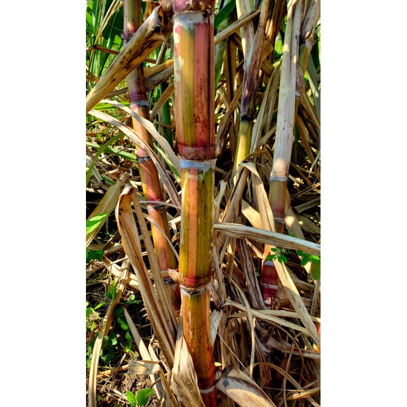 World Seed Supply 1 RARE STRIPED HALALI SUGAR CANE (2