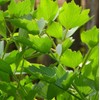 Dried Organic Lovage (250g, 8.8oz), Rubbed Organic Lovage, Dried Lovage