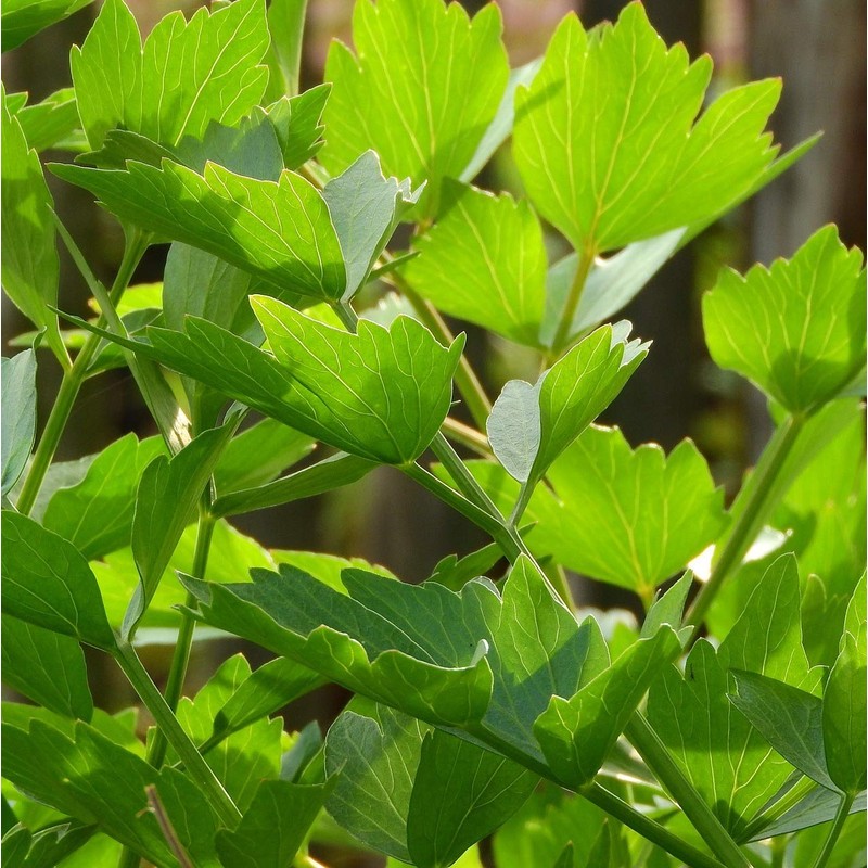 Dried Organic Lovage (250g, 8.8oz), Rubbed Organic Lovage, Dried Lovage
