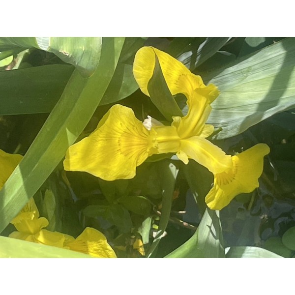 Unbranded Yellow Flag Iris Winter Hardy Aquatic Marginal Pond/Bog Plant