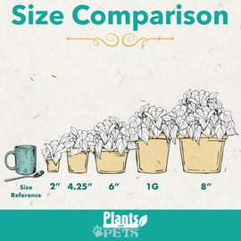 Easy to Grow Houseplants (Pack of 6), Live House Plants in Containers, Growers Choice Plant Set in Planters with Potting Soil Mix, Home Décor Planting Kit or Outdoor Garden Gifts by Plants for Pets