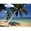 Coconut Palm Tree - Large Live Plant - Cocos Nucifera