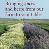 The Spice Way Real Zaatar with Hyssop - 2 oz