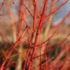 Generic The Japanese Sango Kaku Maple, Award Winning, Coral Bark,
